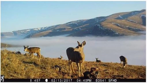 Browning Trail Cameras - Strike Force Pro X 1080 - BTC-5PX-1080 - Game Camera, Wildlife Motion-Activated Camera - Image 2