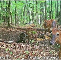 Wildgame Innovations Hunting Game Wildlife Outdoors 26 Megapixel Images HD Videos Wraith 2.0 Trail Camera 2